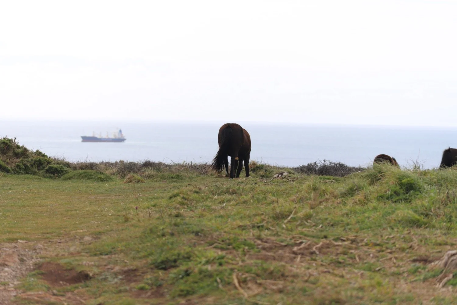 exmoor ponies 2.jpeg