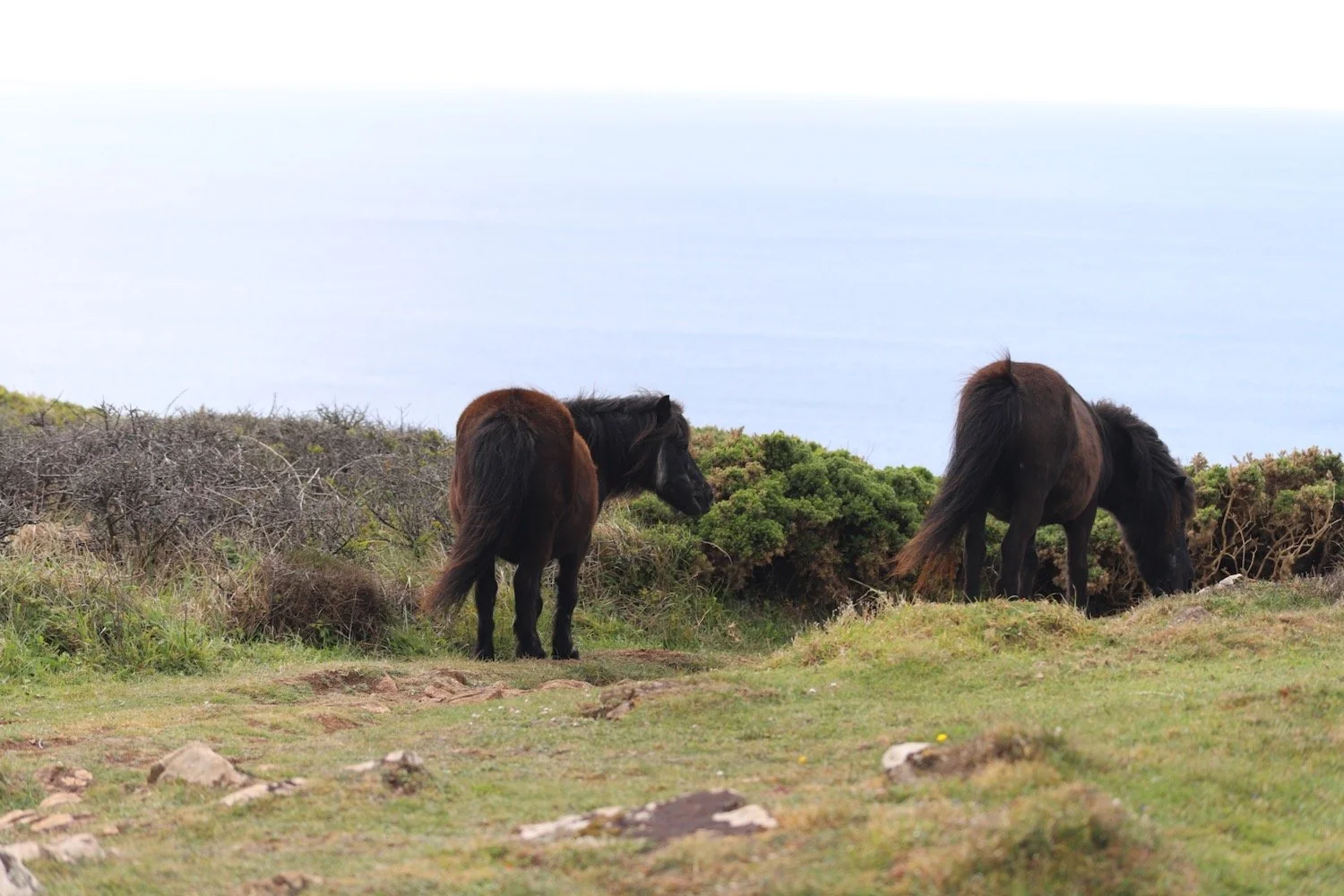 exmoor ponies 3.jpeg