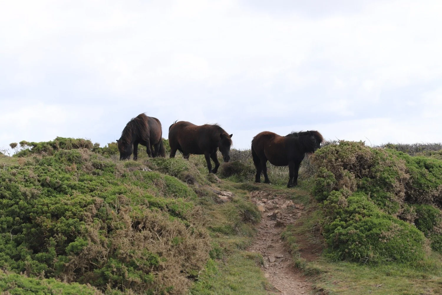 exmoor ponies 4.jpeg