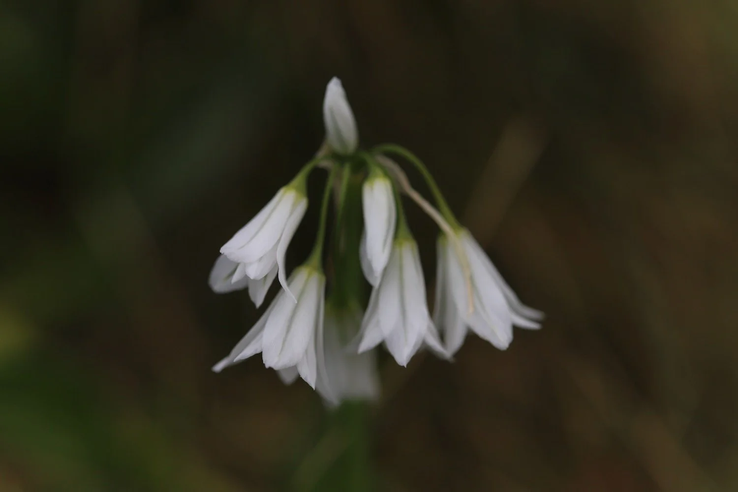 wildflowers 26.jpeg