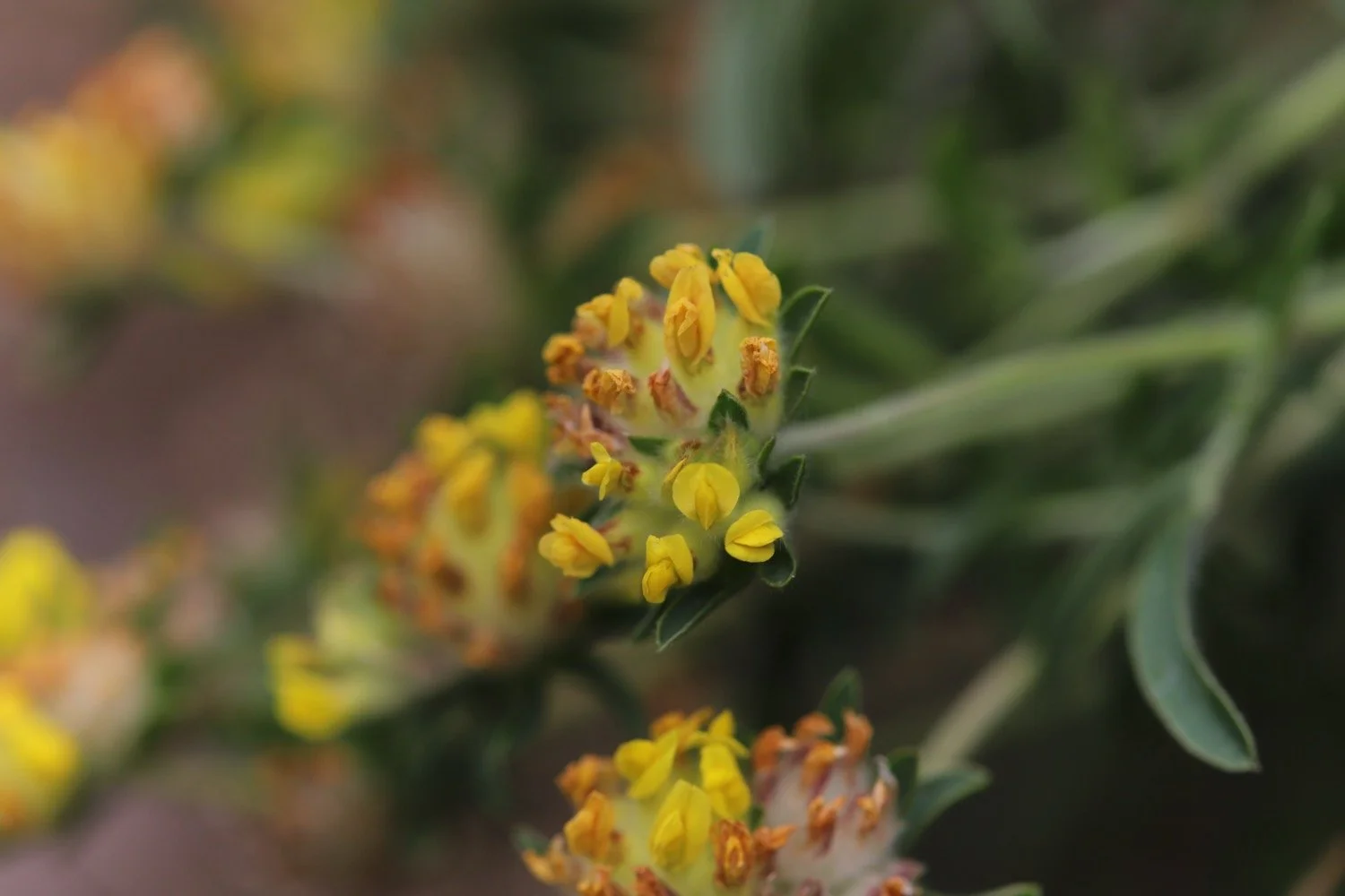 wildflowers 28.jpeg