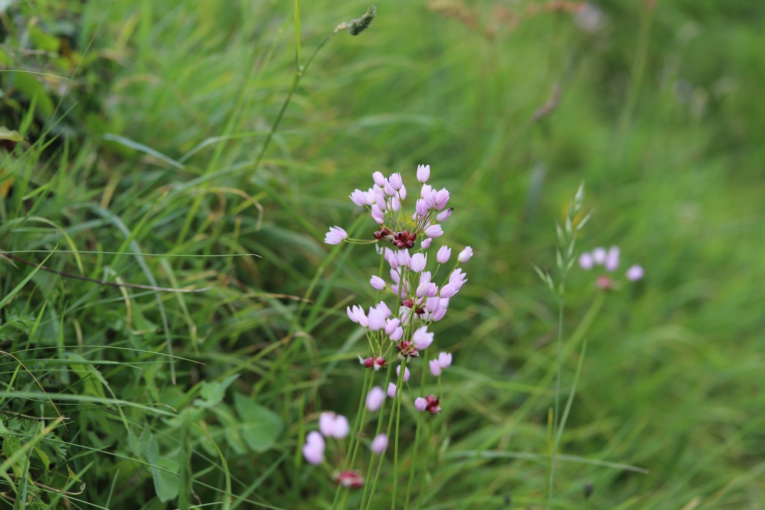 wildflowers 29.jpeg