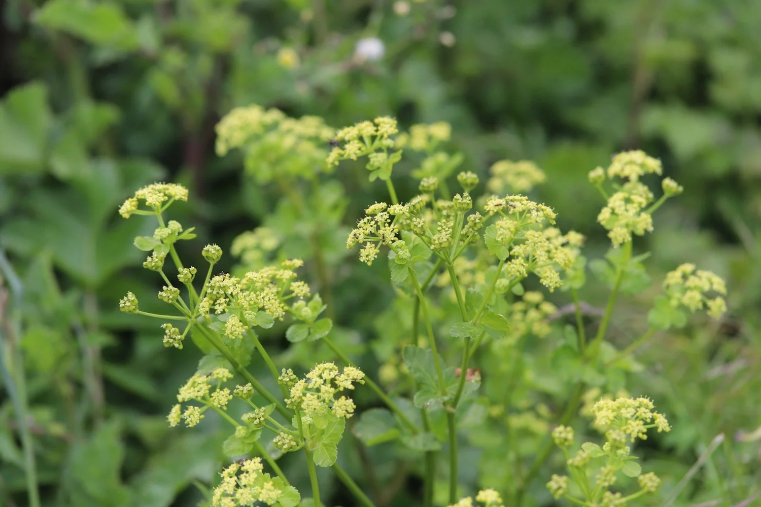 wildflowers 30.jpeg