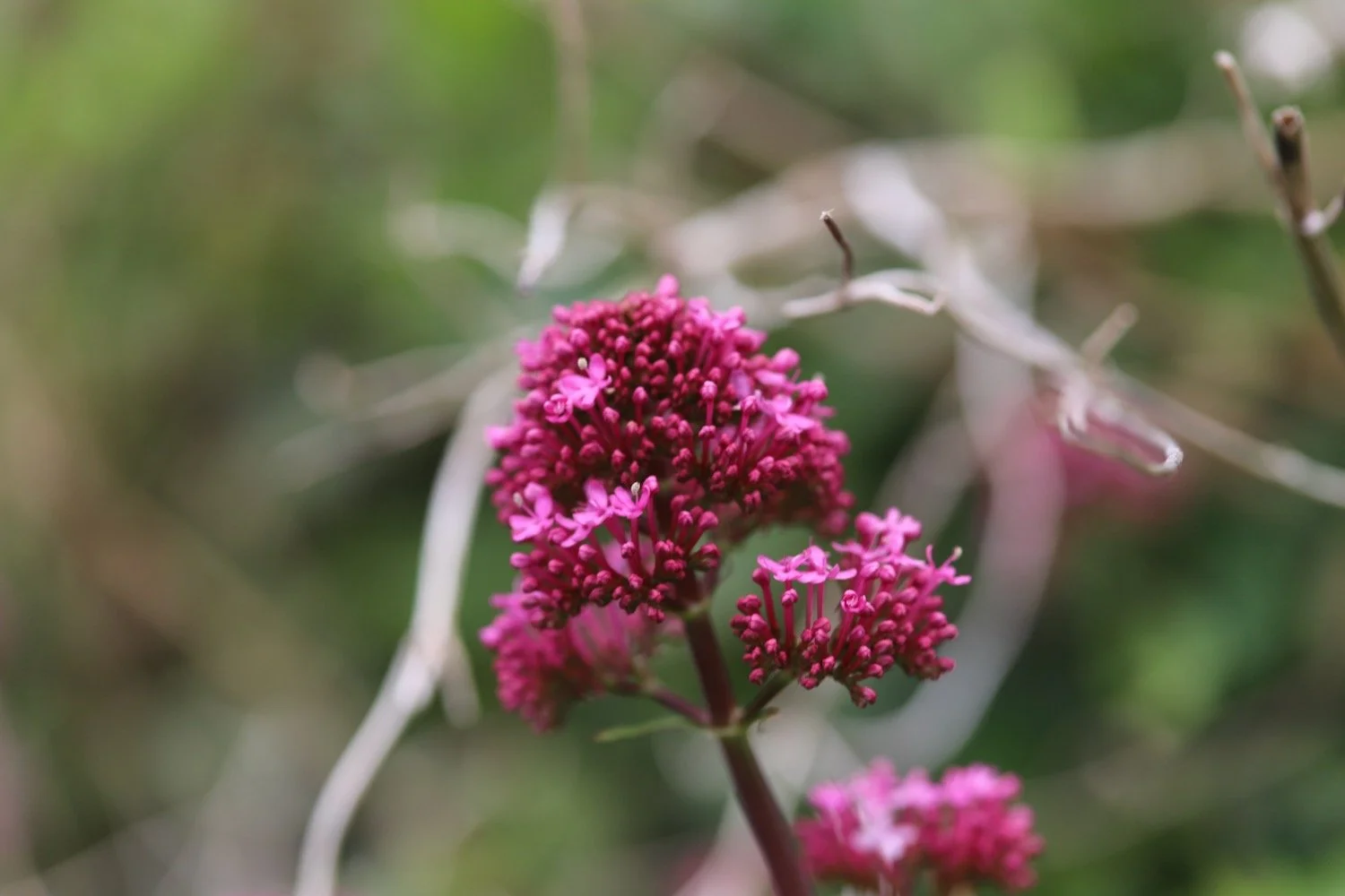 wildflowers 31.jpeg