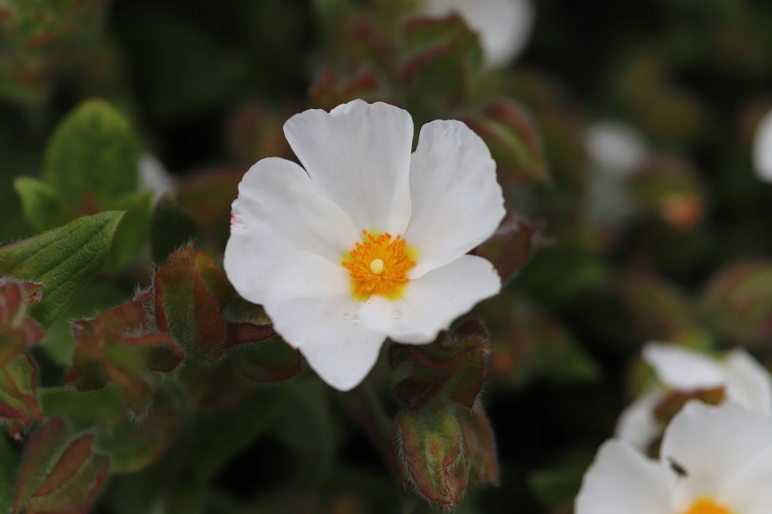 wildflowers 34.jpeg