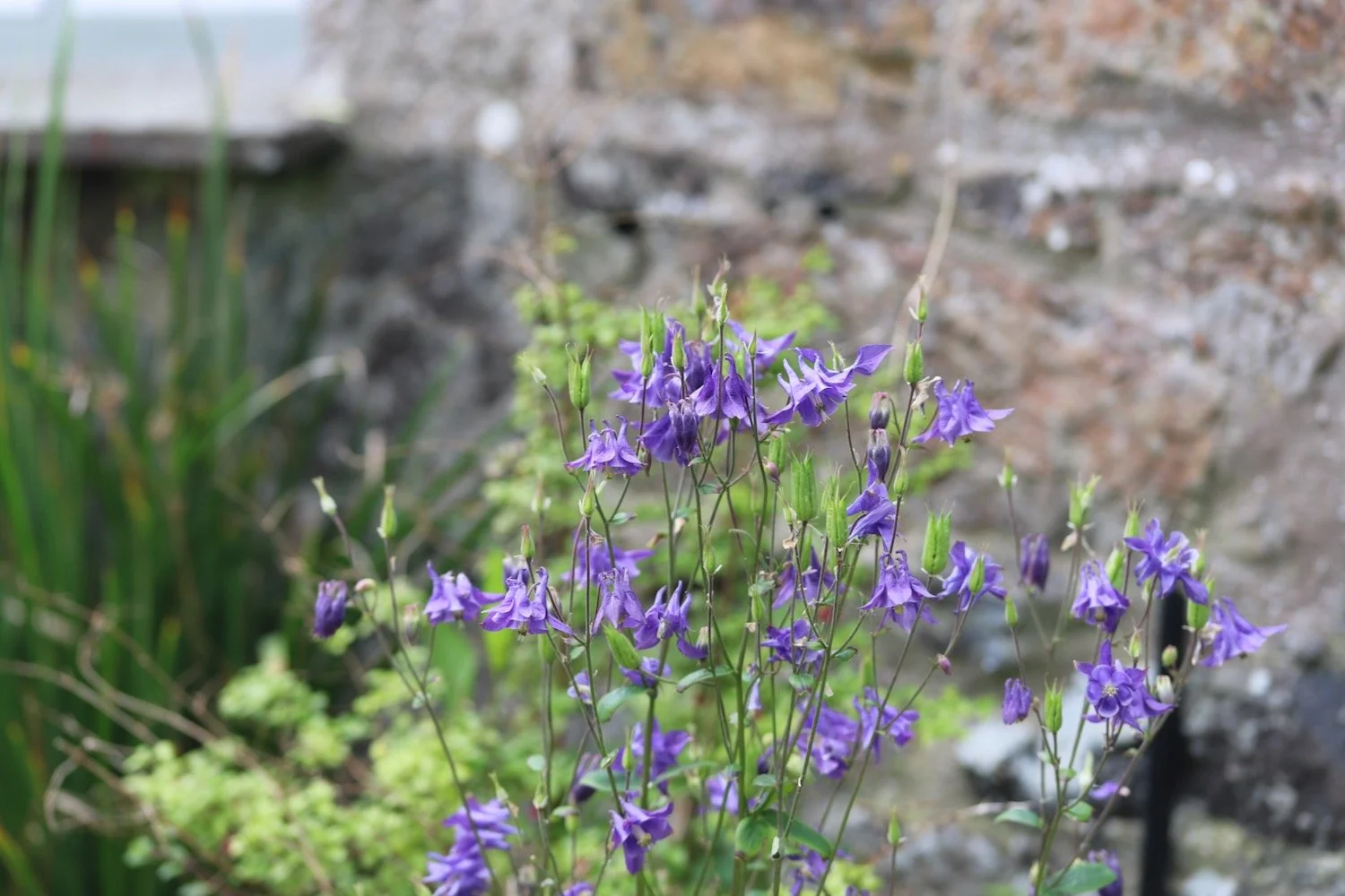 wildflowers 36.jpeg