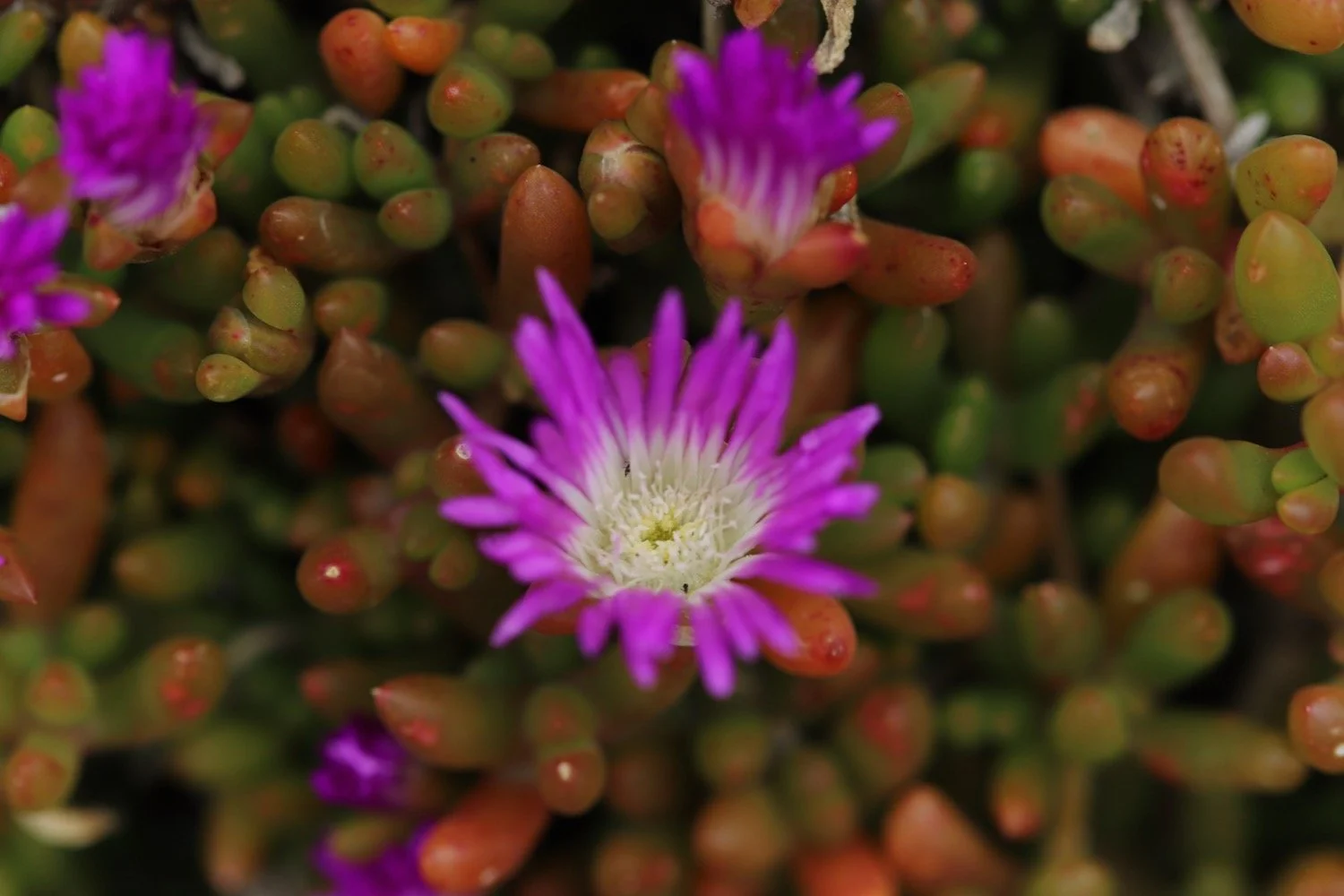 wildflowers 37.jpeg