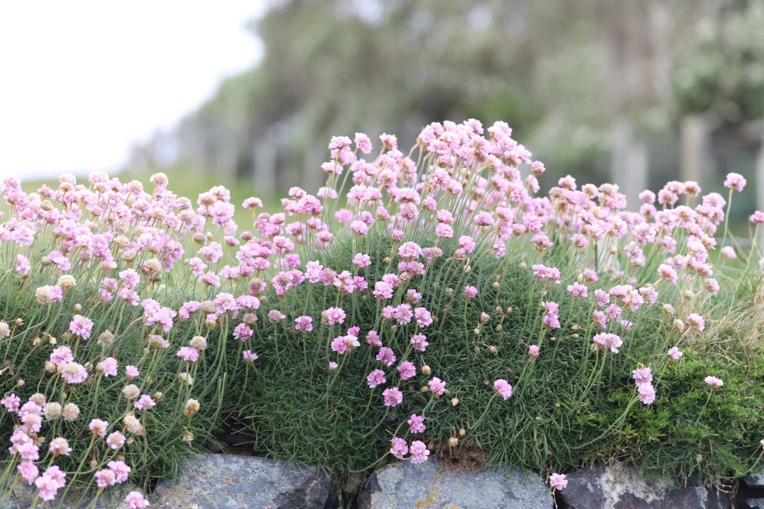 wildflowers 38.jpeg