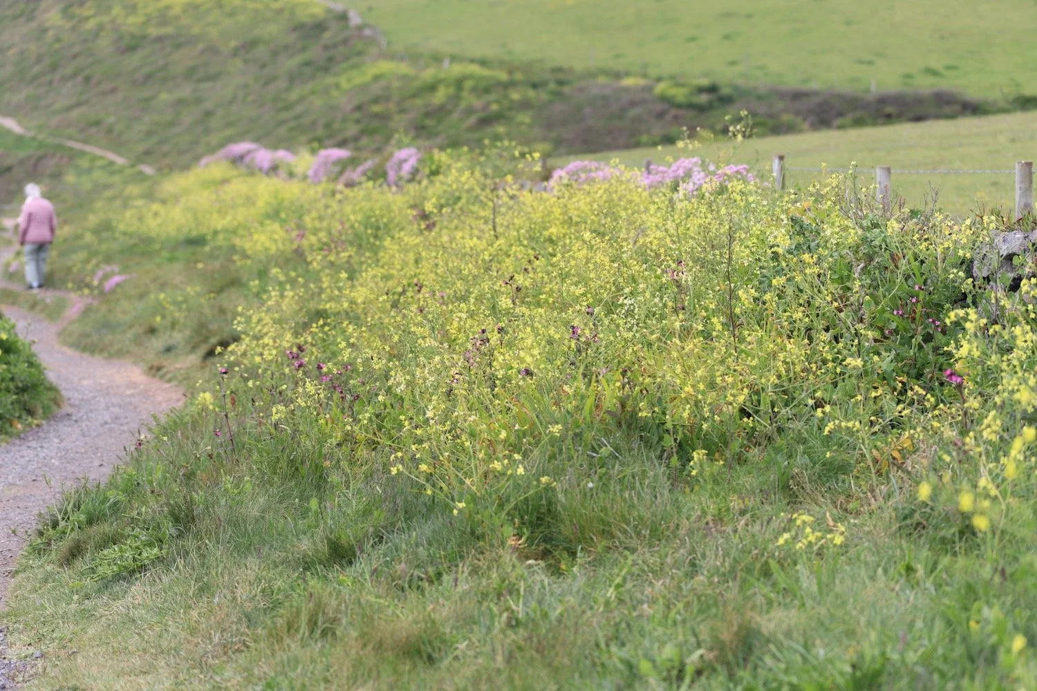 wildflowers 39.jpeg