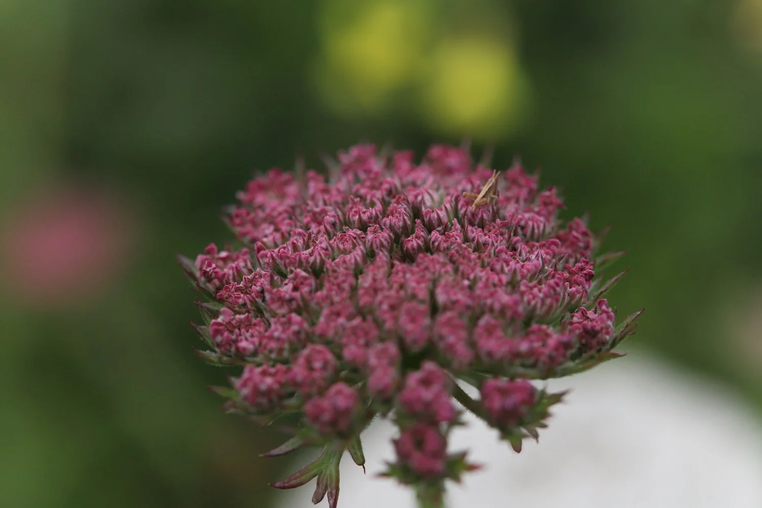 wildflowers 40.jpeg