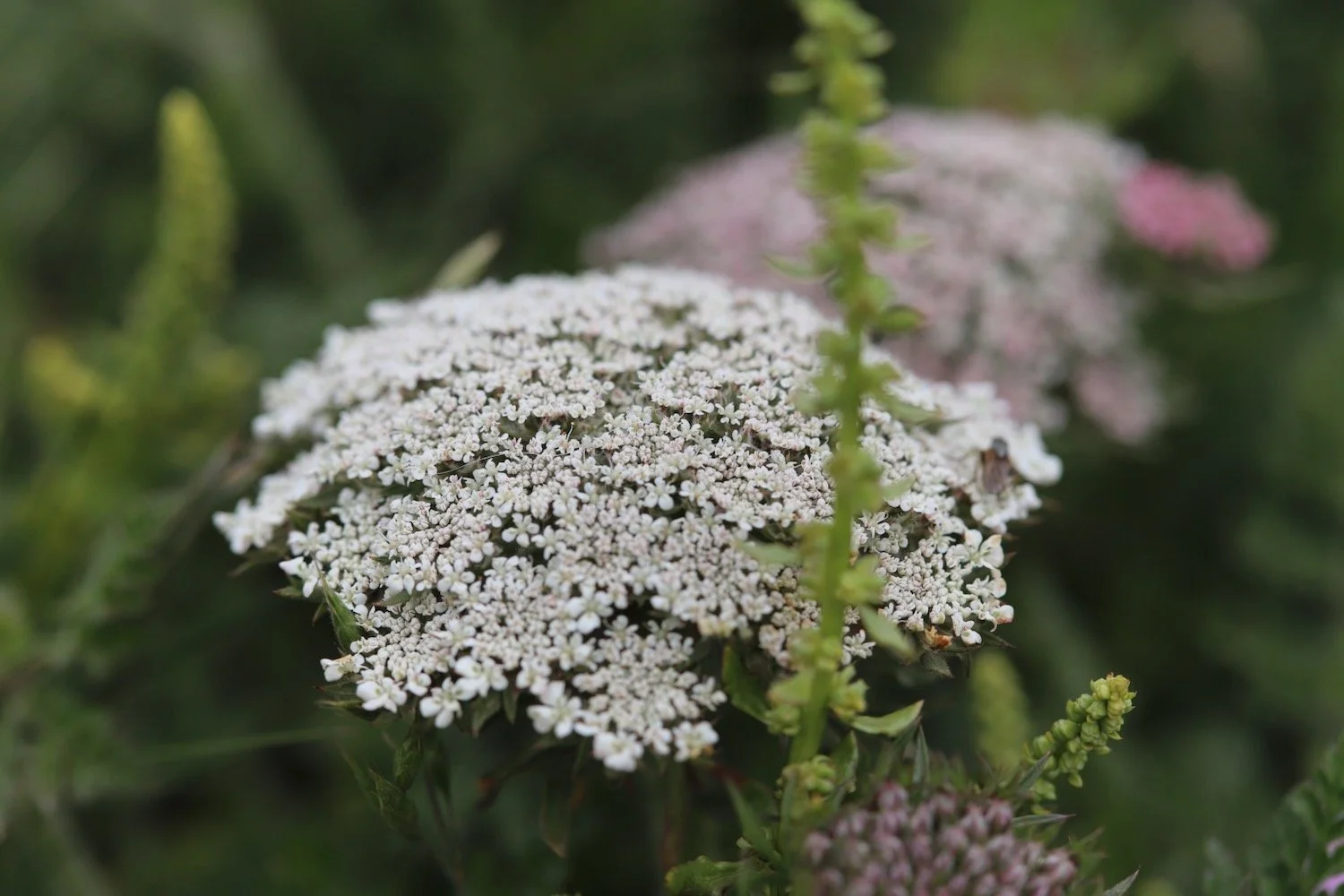 wildflowers 41.jpeg