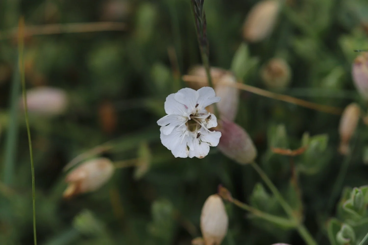 wildflowers 42.jpeg