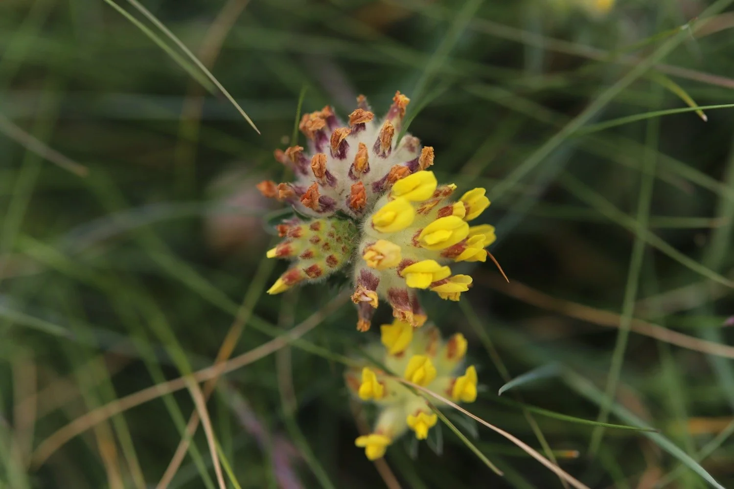 wildflowers 43.jpeg