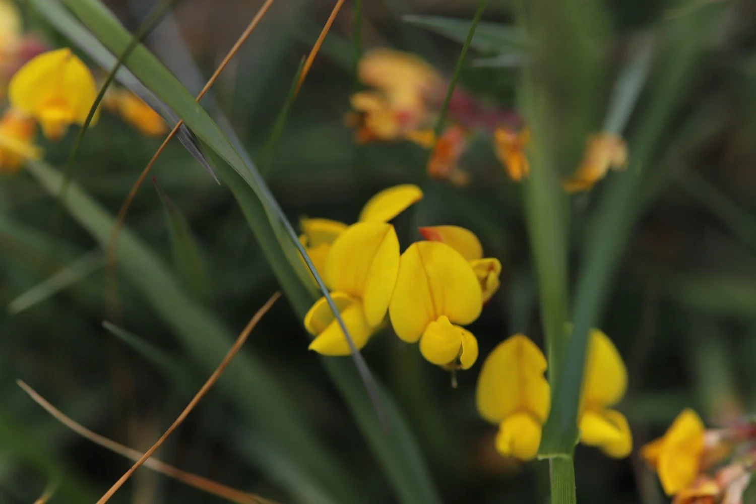 wildflowers 44.jpeg