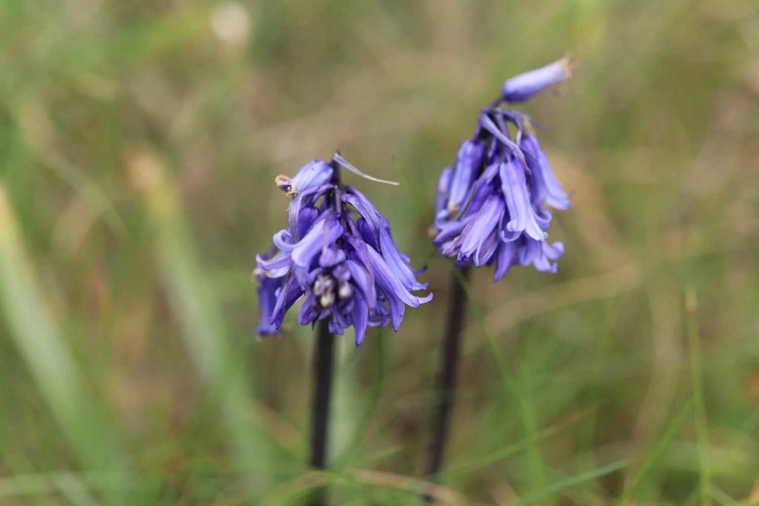 wildflowers 46.jpeg