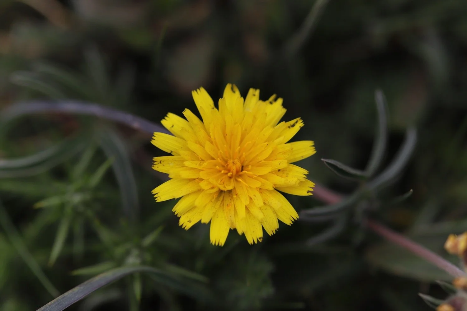 wildflowers 47.jpeg