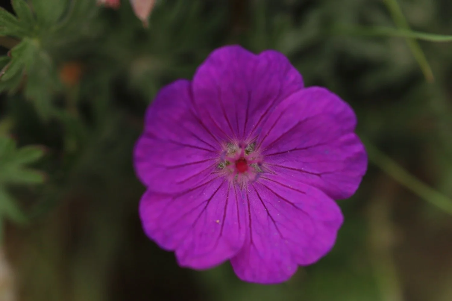 wildflowers 48.jpeg