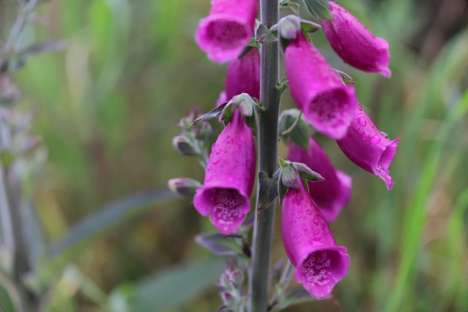 wildflowers 2.jpeg