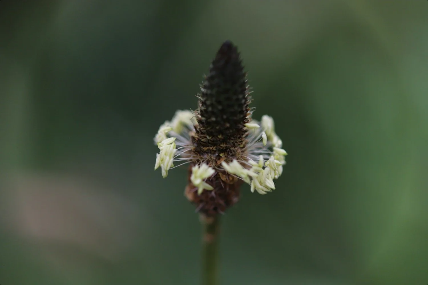 wildflowers 3.jpeg