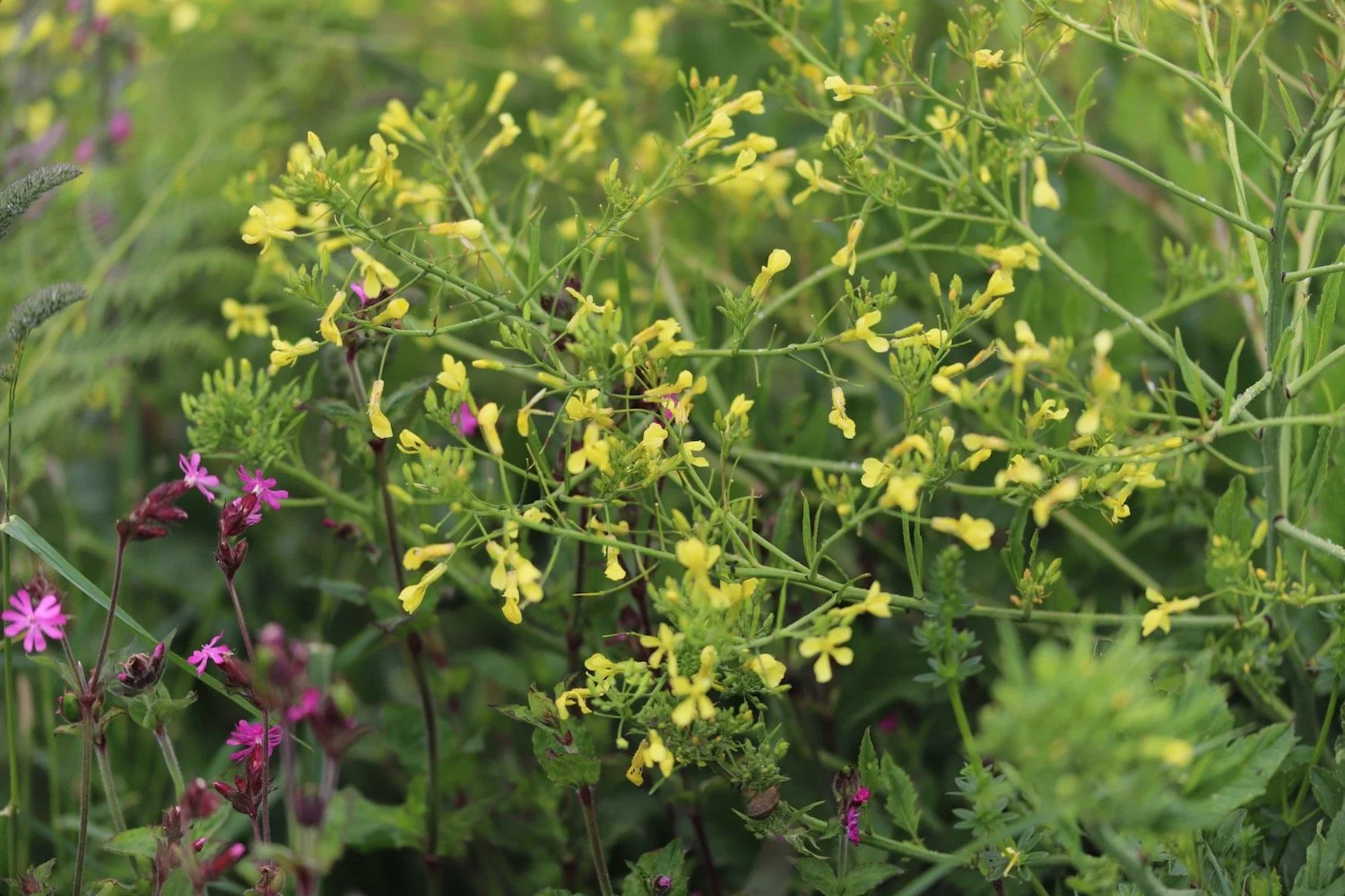 wildflowers 4.jpeg