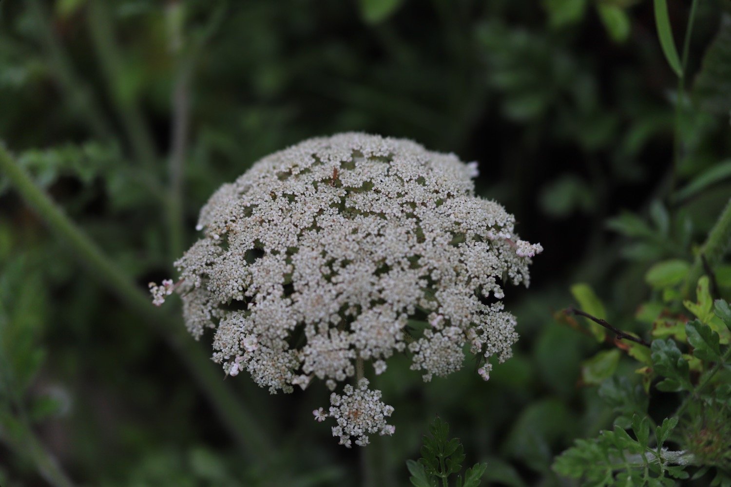 wildflowers 7.jpeg