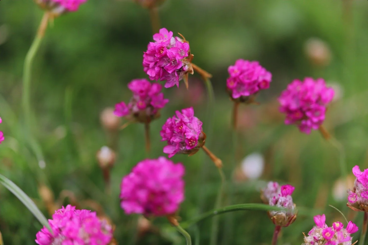 wildflowers 12.jpeg