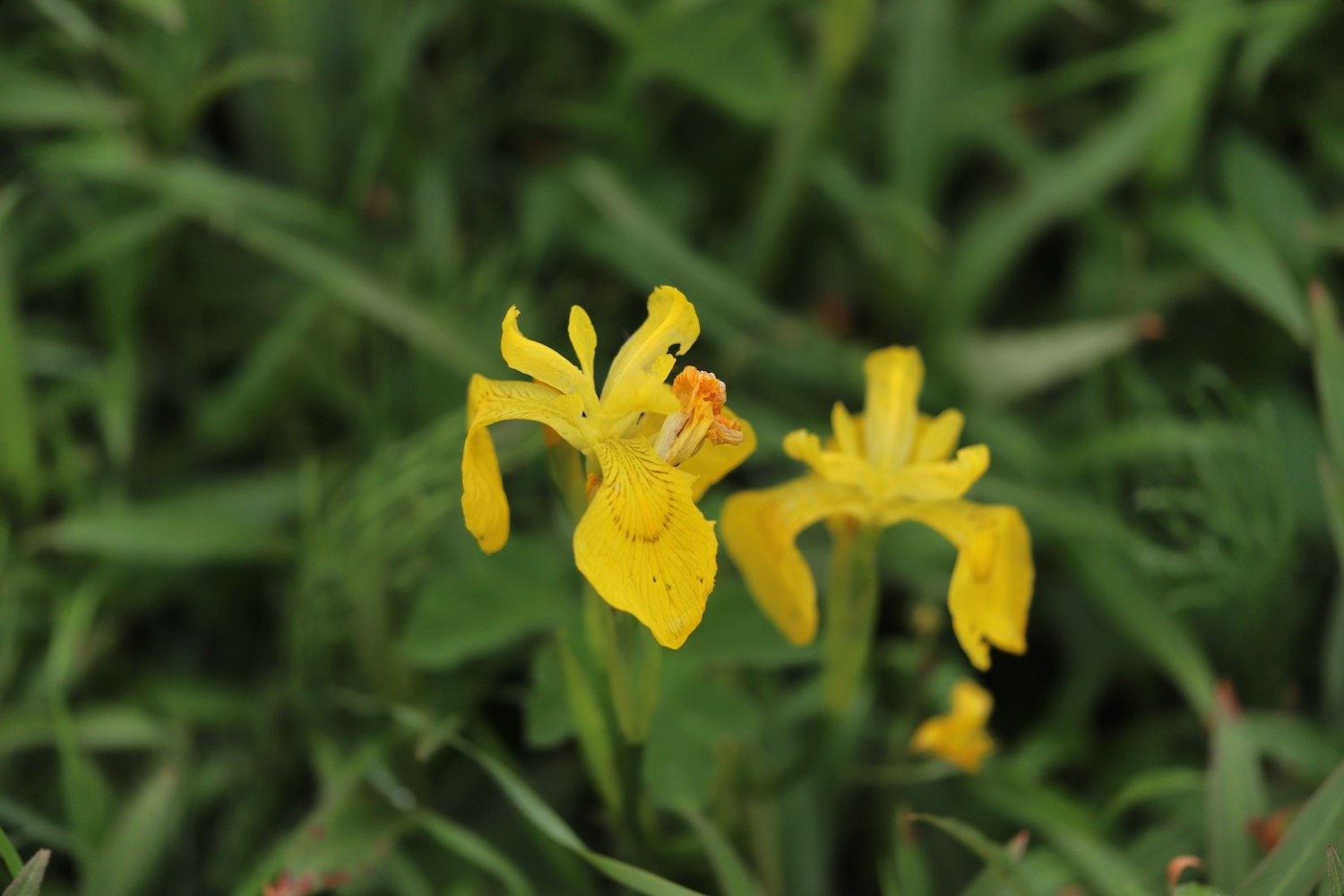wildflowers 13.jpeg