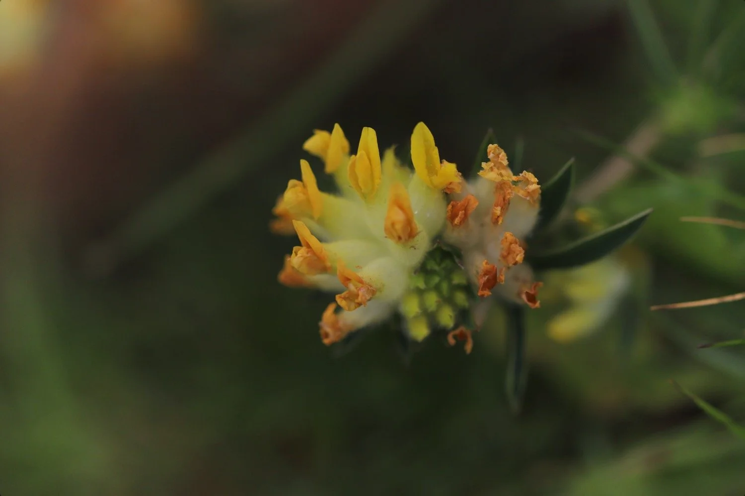 wildflowers 15.jpeg