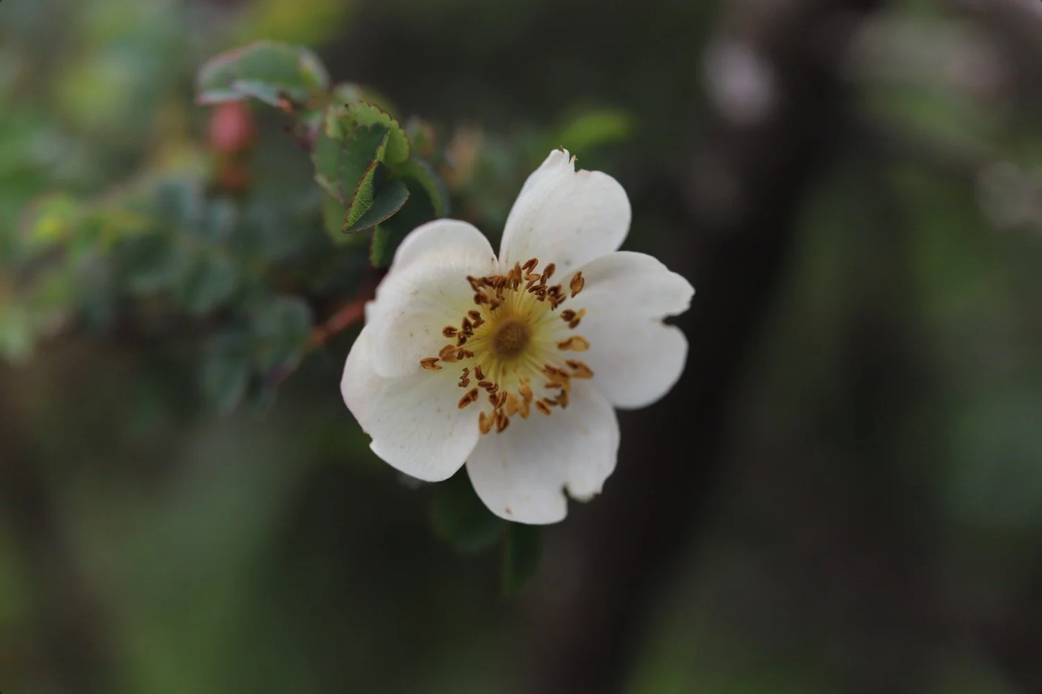 wildflowers 17.jpeg