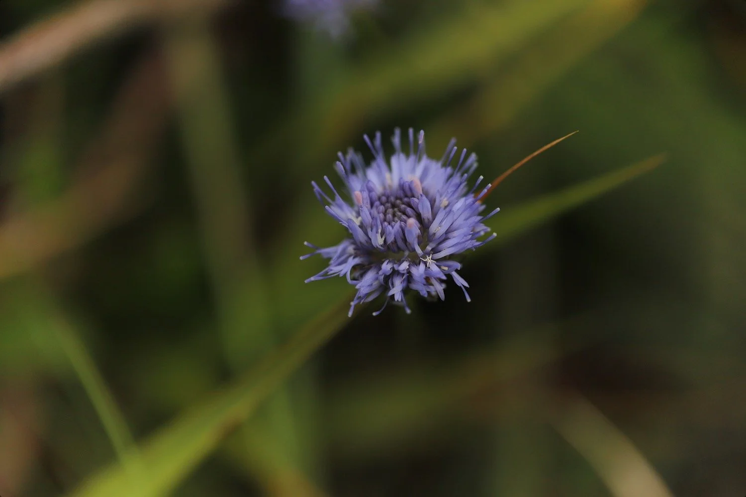 wildflowers 18.jpeg