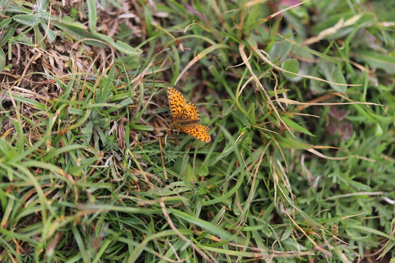 pearl bordered fritillary 1.jpeg