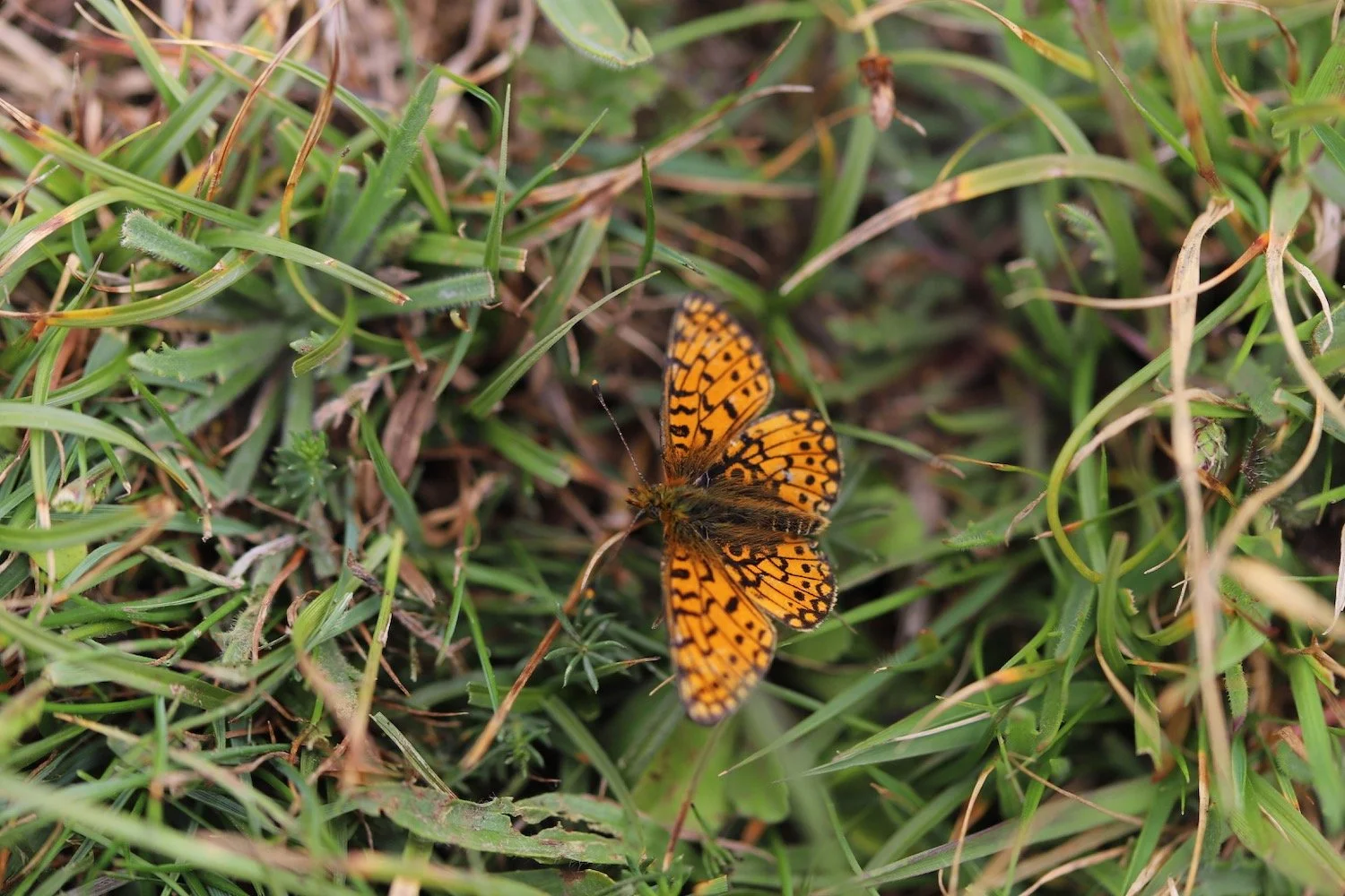 pearl bordered fritillary 2.jpeg