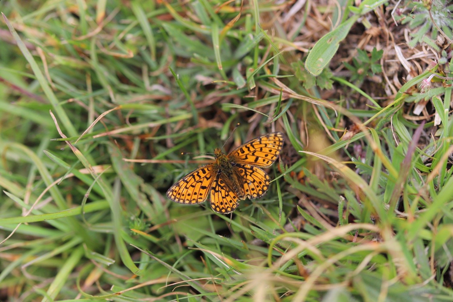 pearl bordered fritillary 3.jpeg