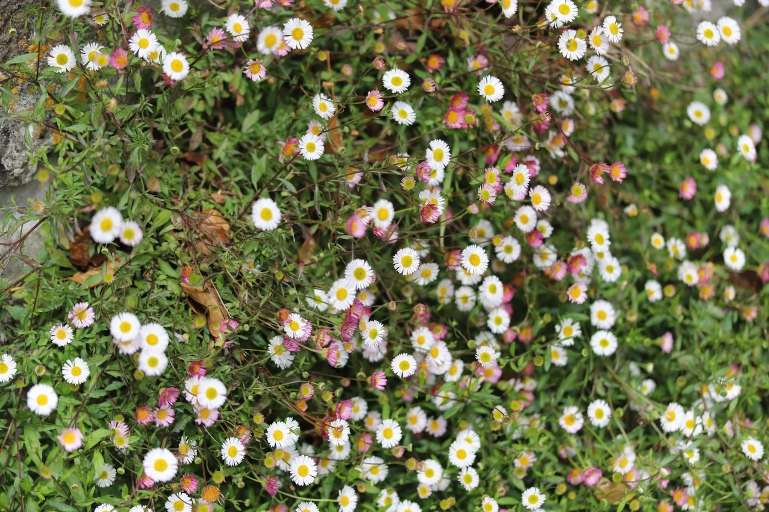 wildflowers 19.jpeg