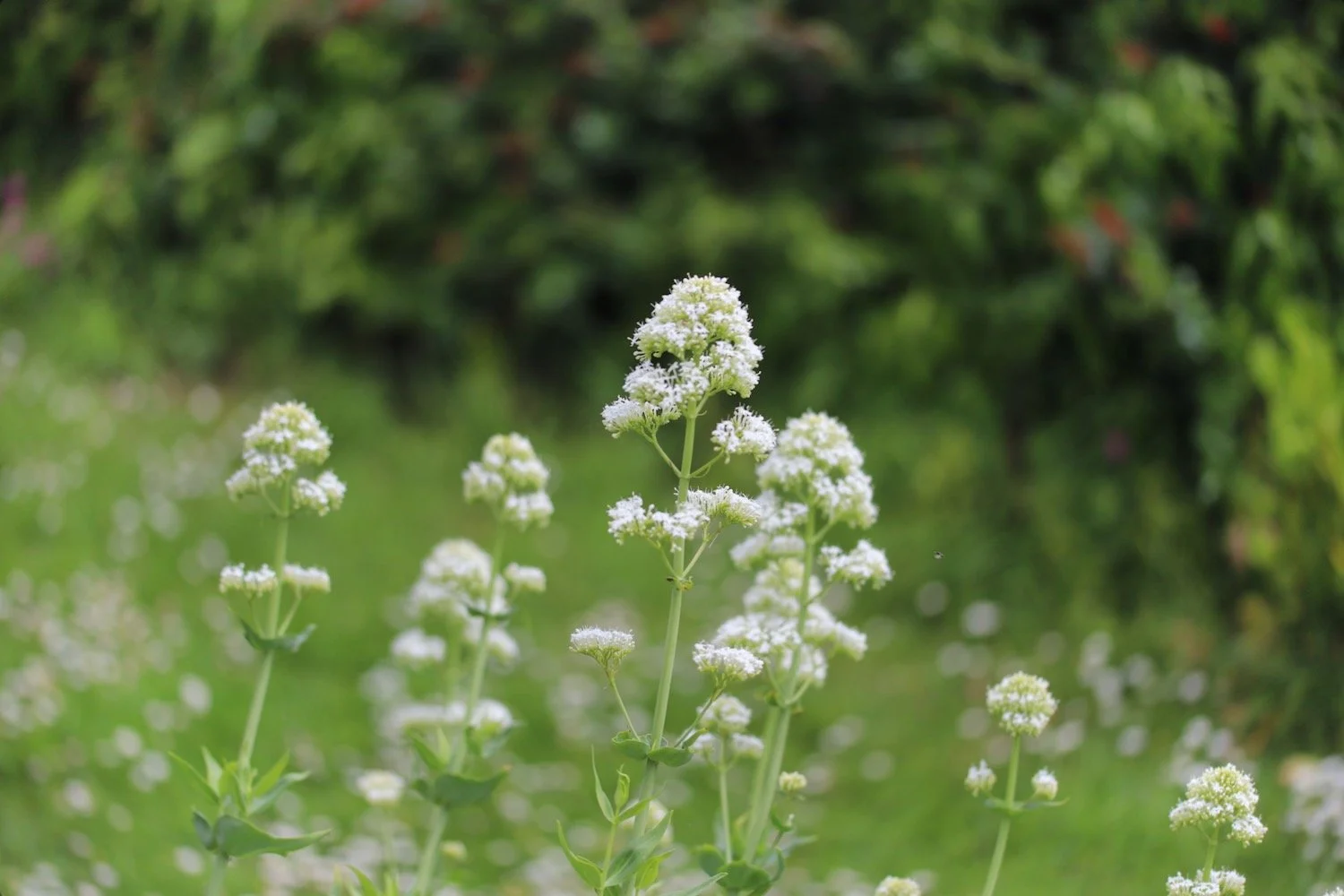 wildflowers 22.jpeg