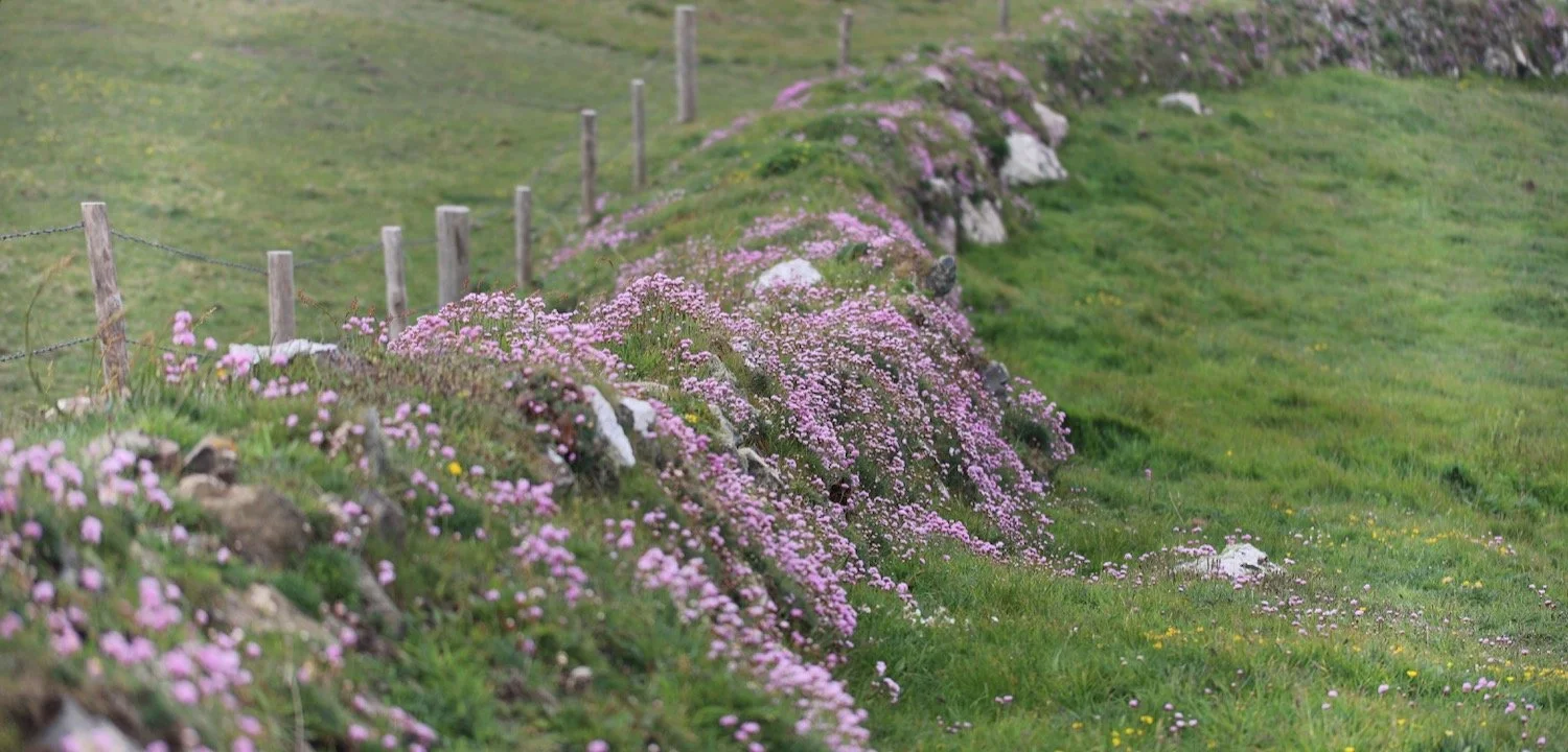 wildflowers 8.jpeg