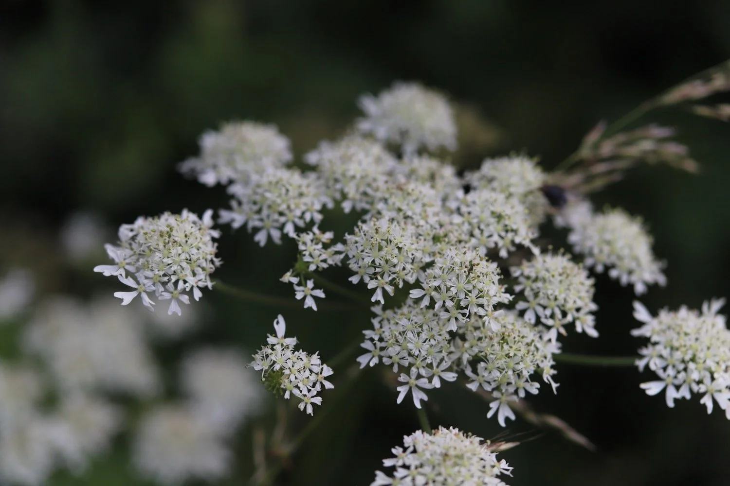 wildflowers 1.jpeg