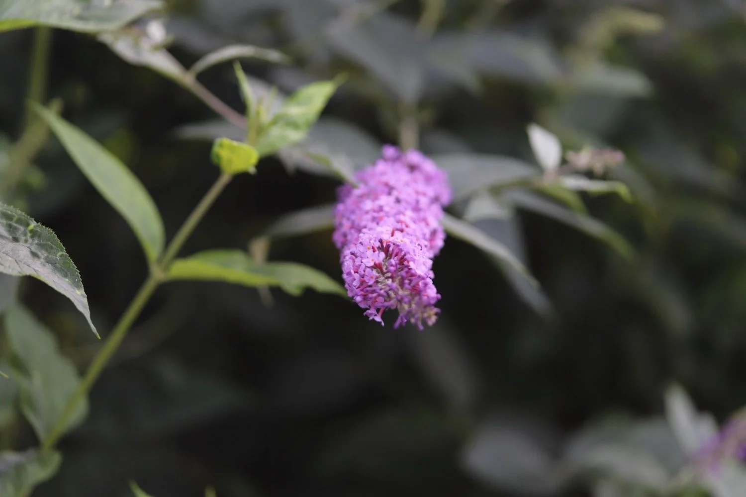 wildflowers 3.jpeg
