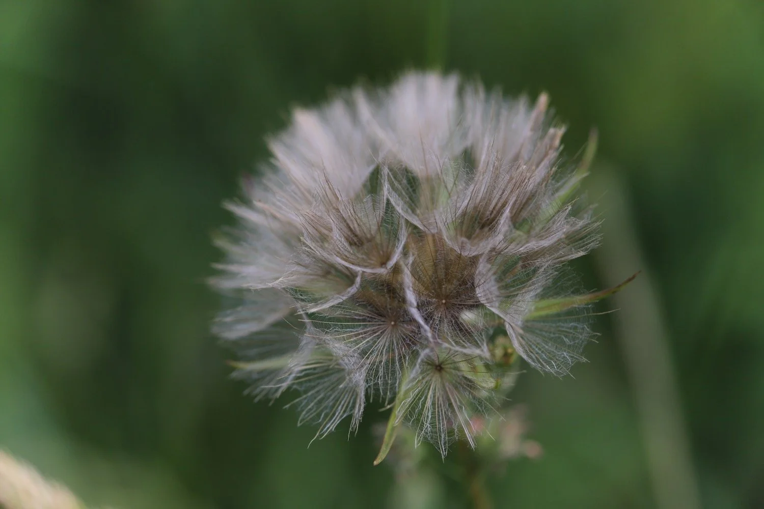 wildflowers 4.jpeg