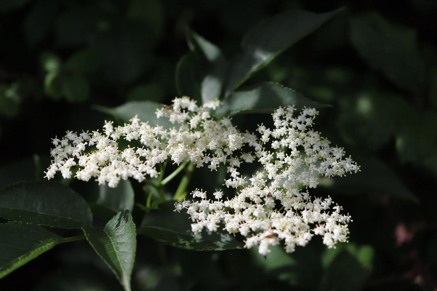 wildflowers 5.jpeg