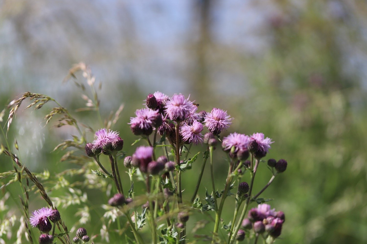 wildflowers 6.jpeg