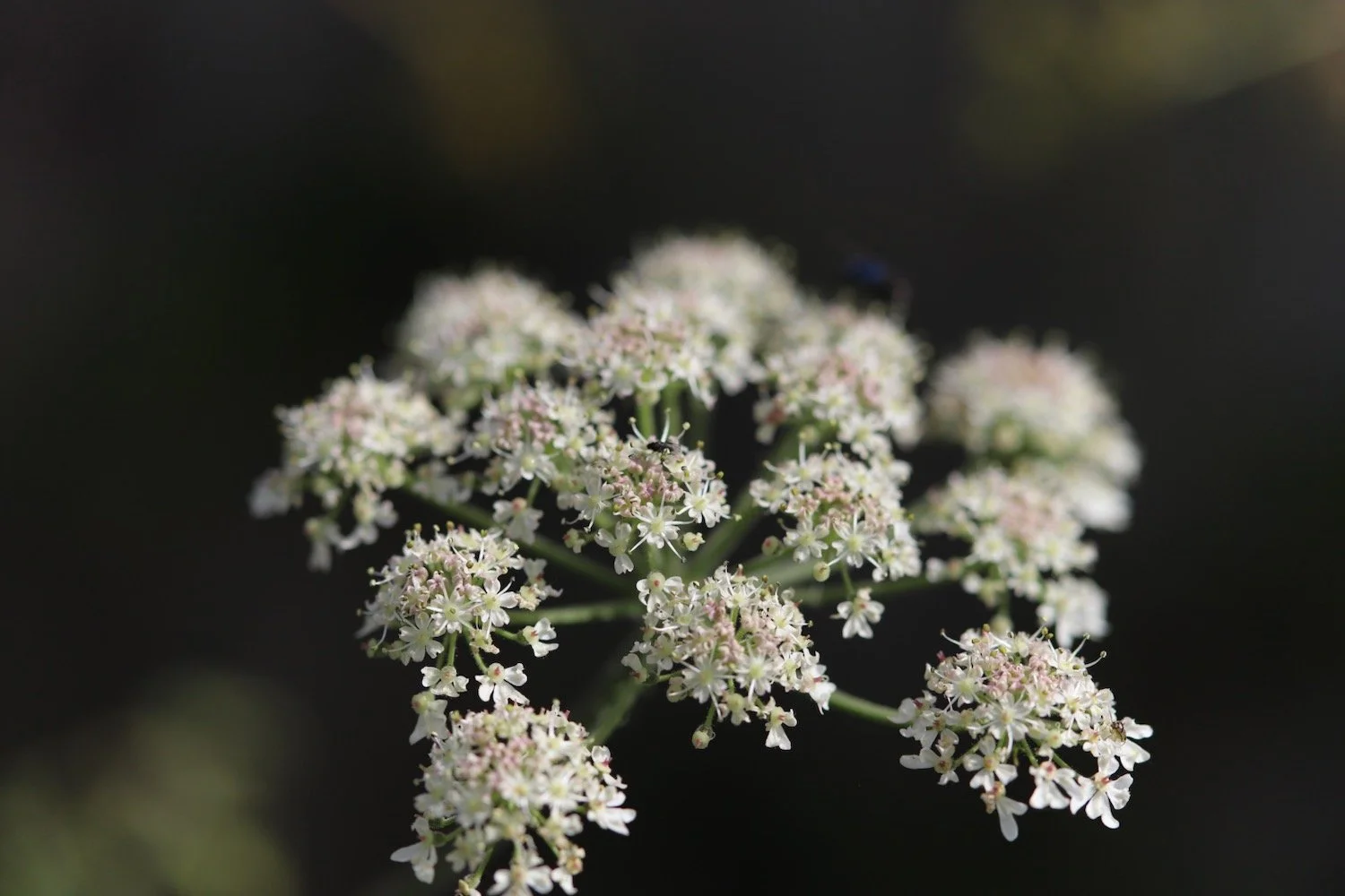 wildflowers 7.jpeg