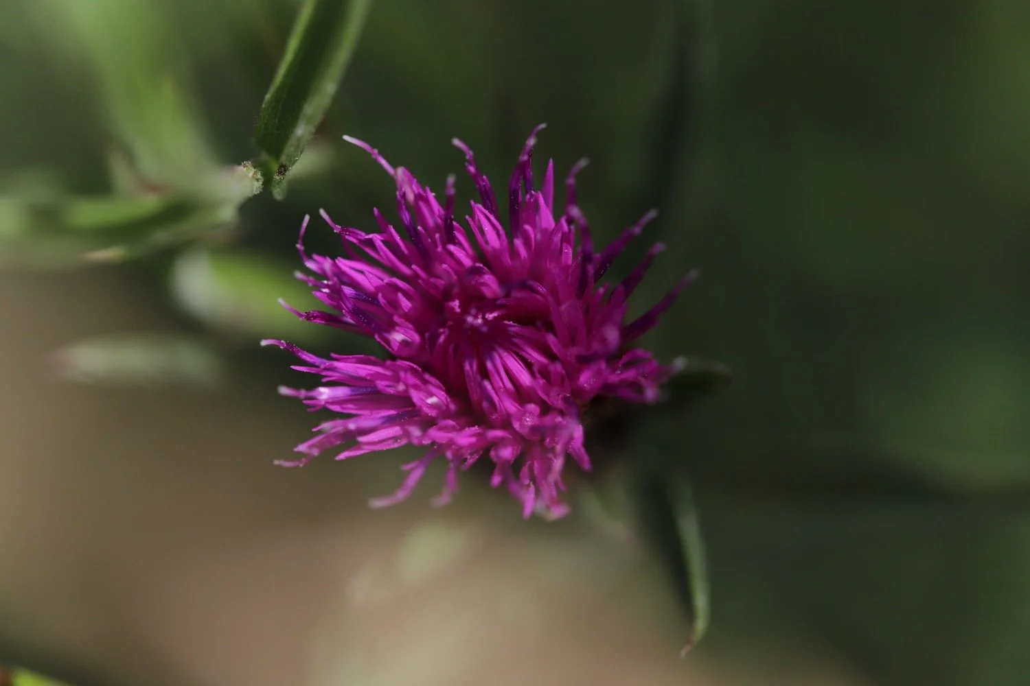 wildflowers 8.jpeg