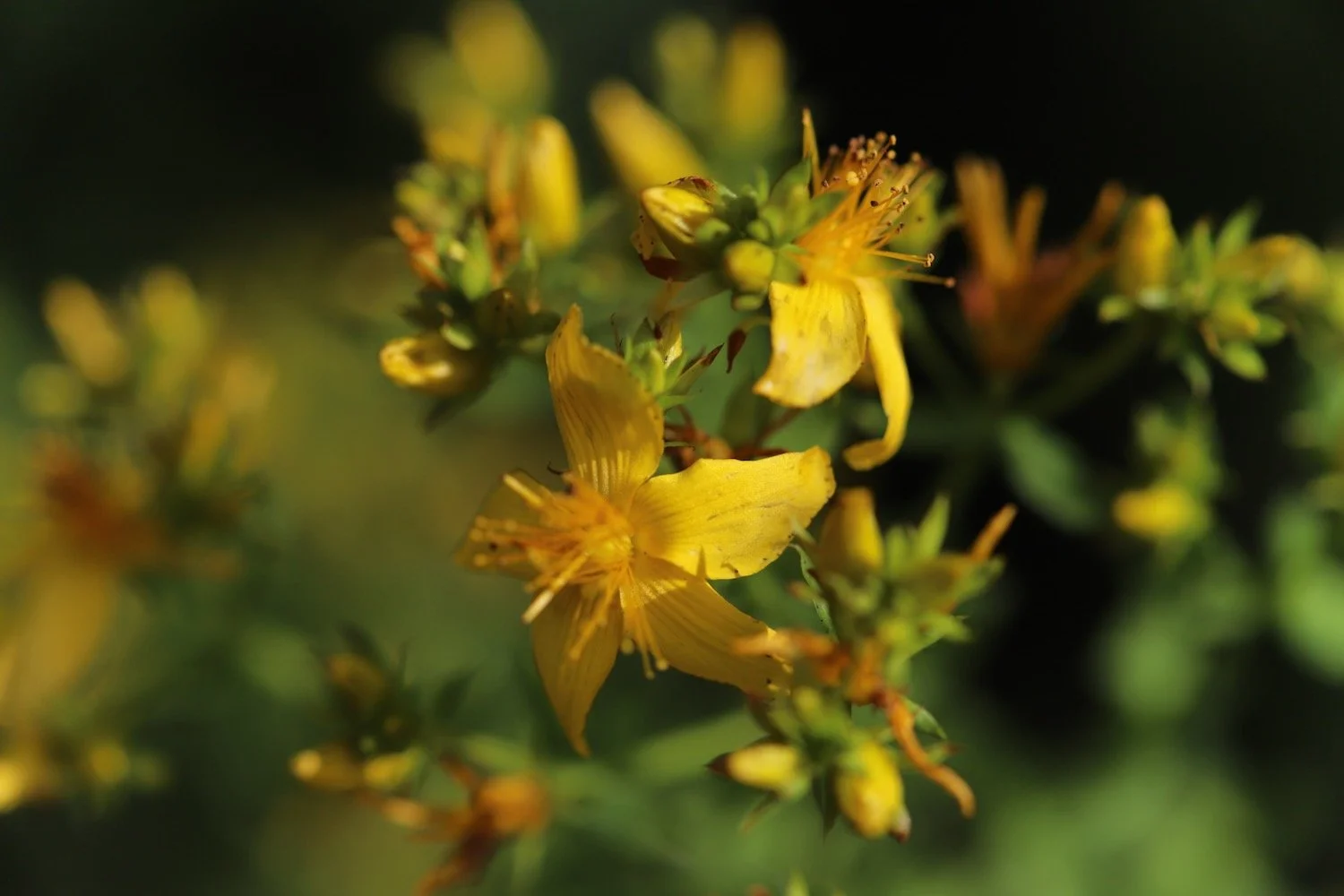 wildflowers 9.jpeg