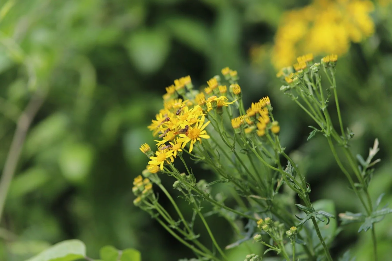 wildflowers 10.jpeg