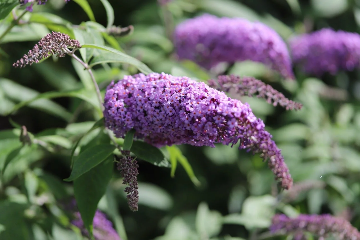 wildflowers 11.jpeg
