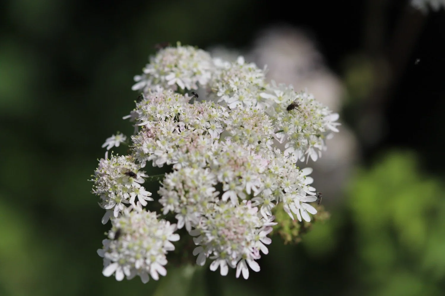 wildflowers 12.jpeg