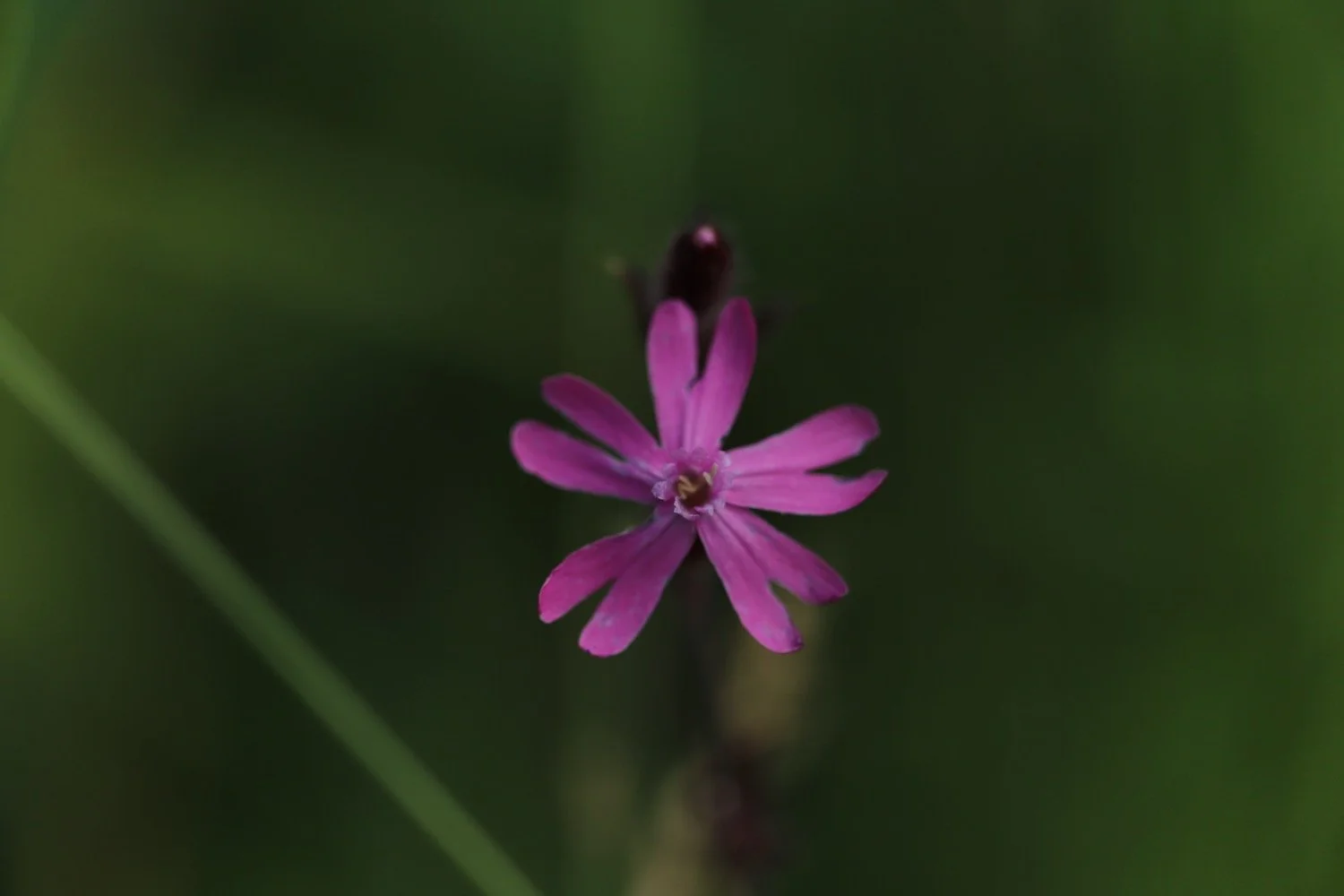 wildflowers 13.jpeg