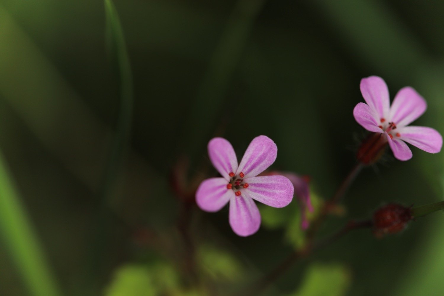 wildflowers 14.jpeg