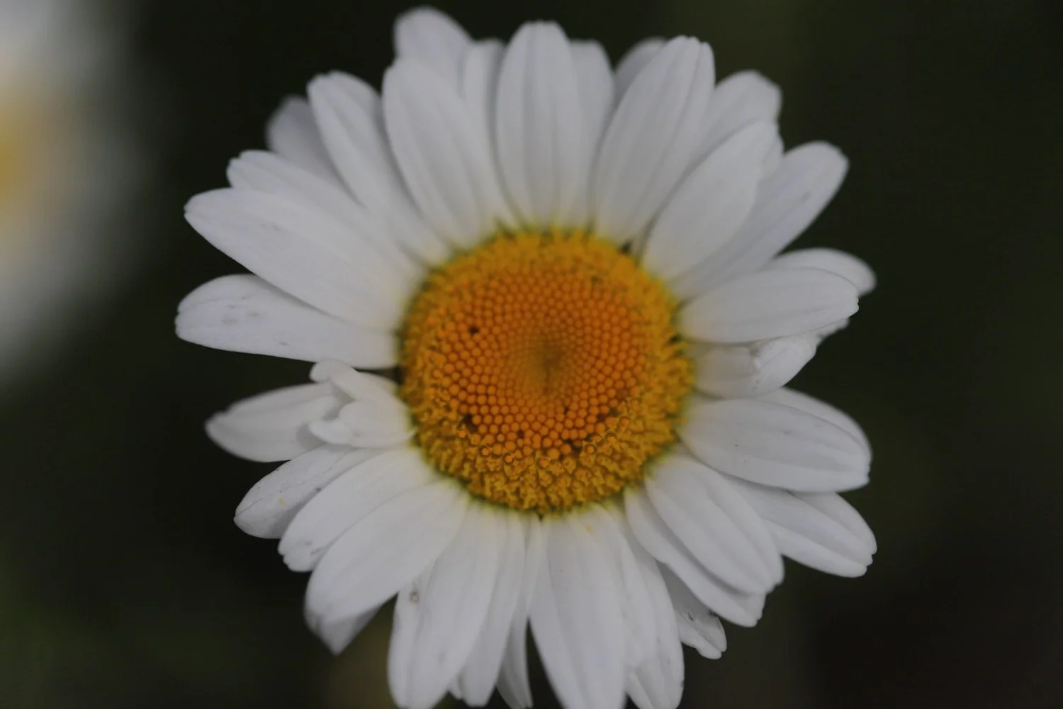 wildflowers 15.jpeg